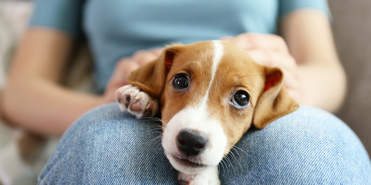 At What Age Can Your Pet Get Pet Insurance?