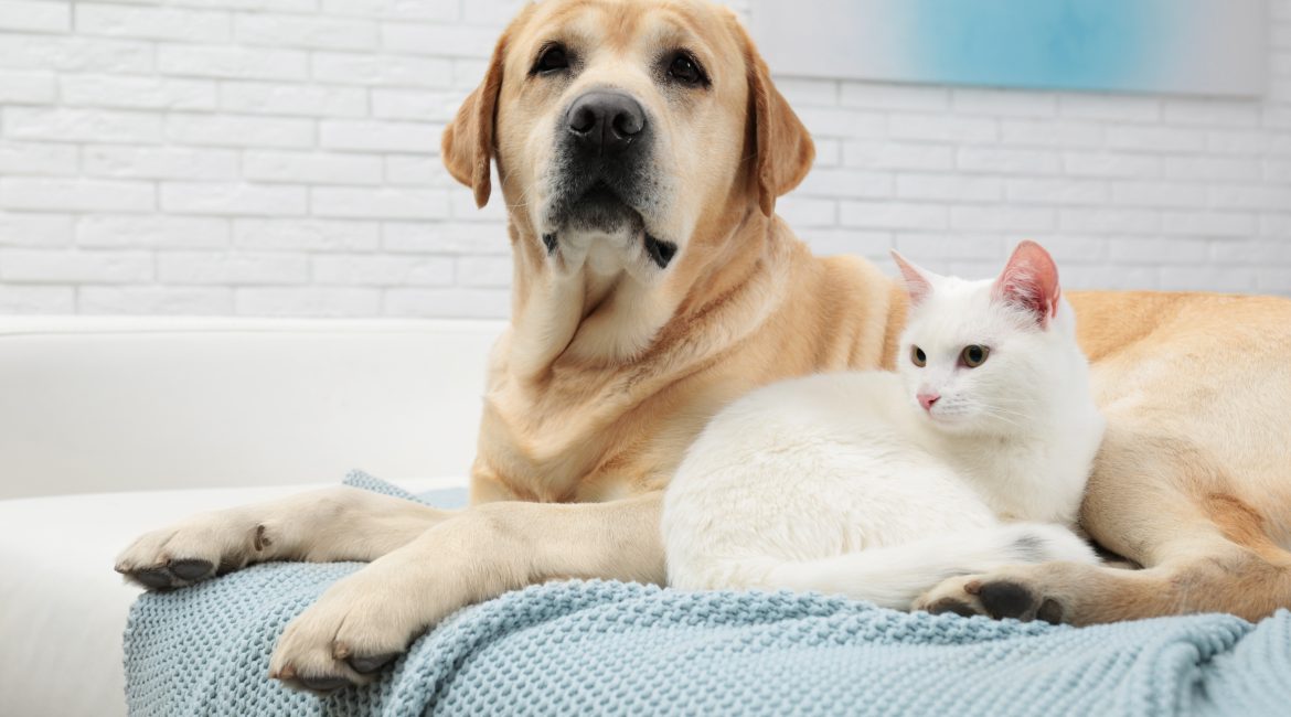 pet insurance policy