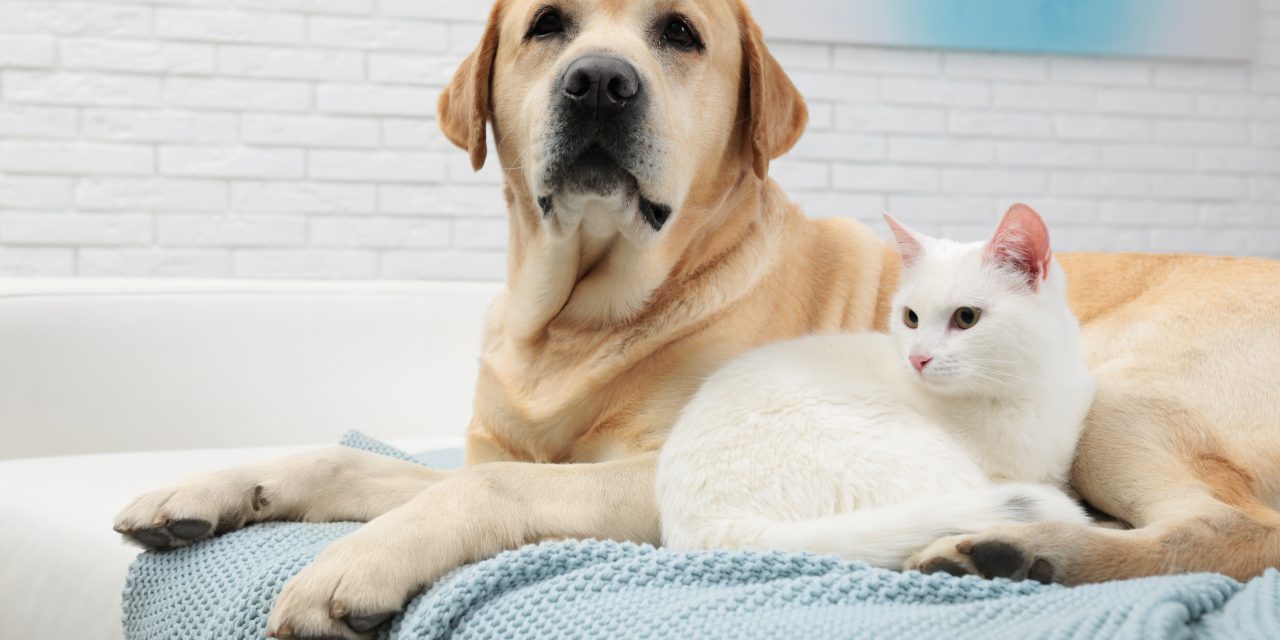 Can I transfer my pet insurance policy to a new owner?