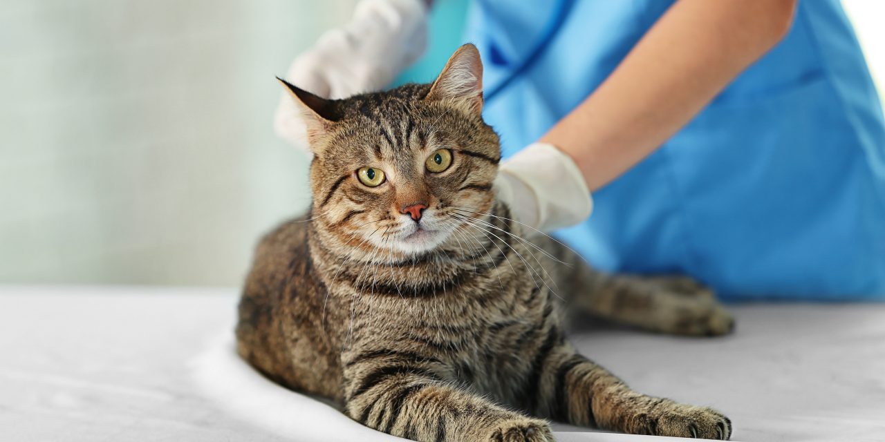 Does Oneplan Pet Insurance Cover Vet Hospital Admissions?