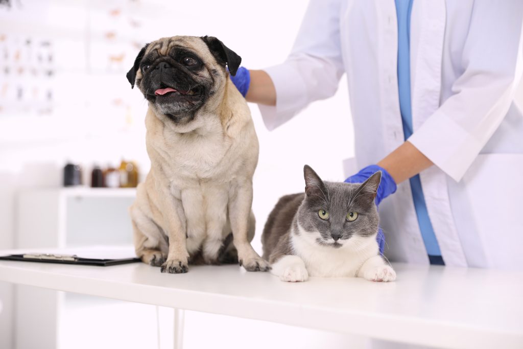 9 Smart Ways to Save Money on Vet Costs in South Africa