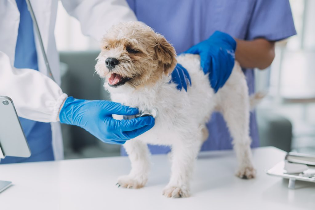 6 Secrets to Stress-Free Vet Visits (#6 is the Real Worry-Buster)