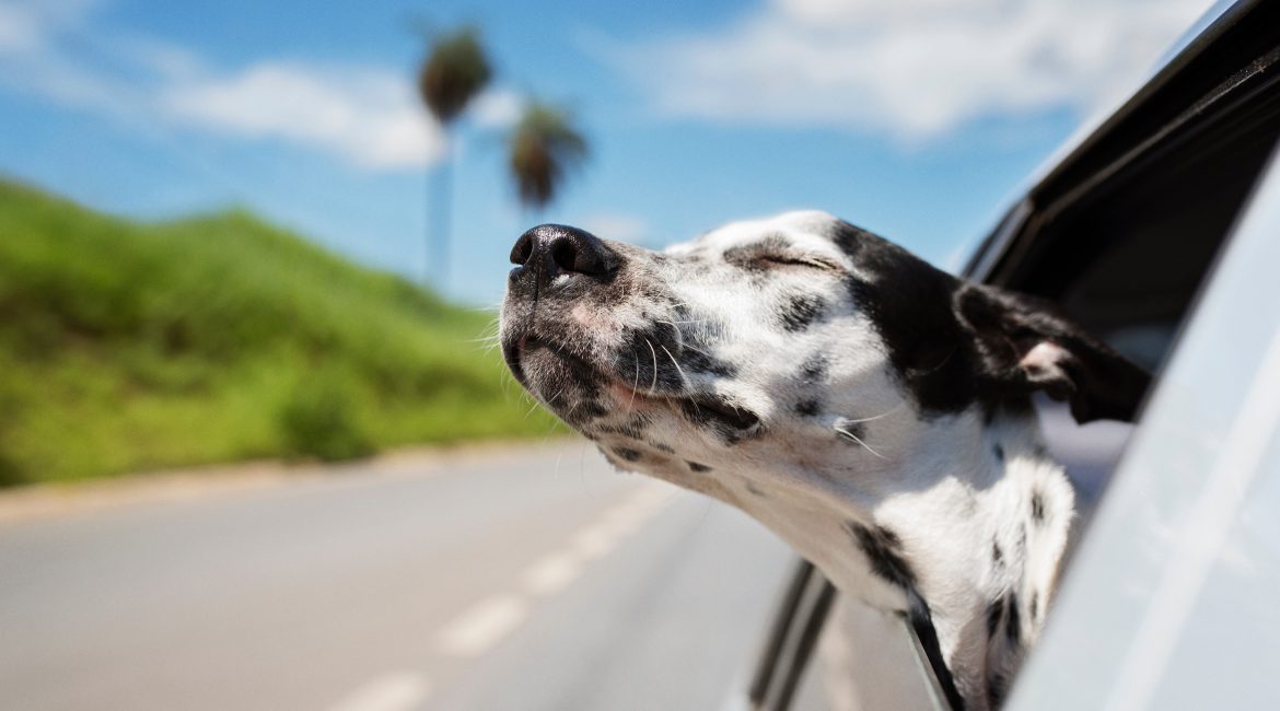 how to road trip with a dog