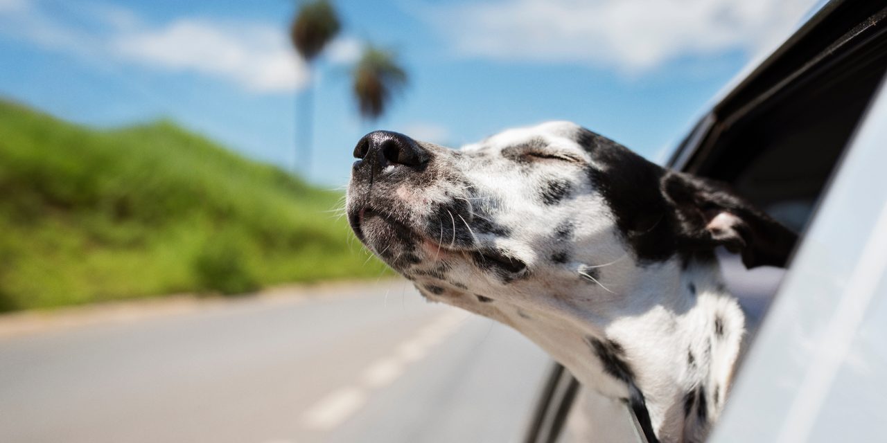 How to Road Trip with a Dog: 8 Helpful Tips