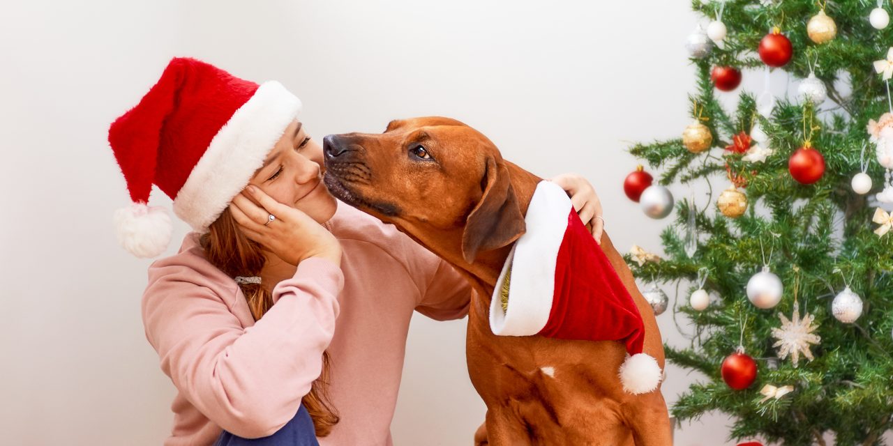 4 Stress-Free Festive Season Tips for You & Your Pup!