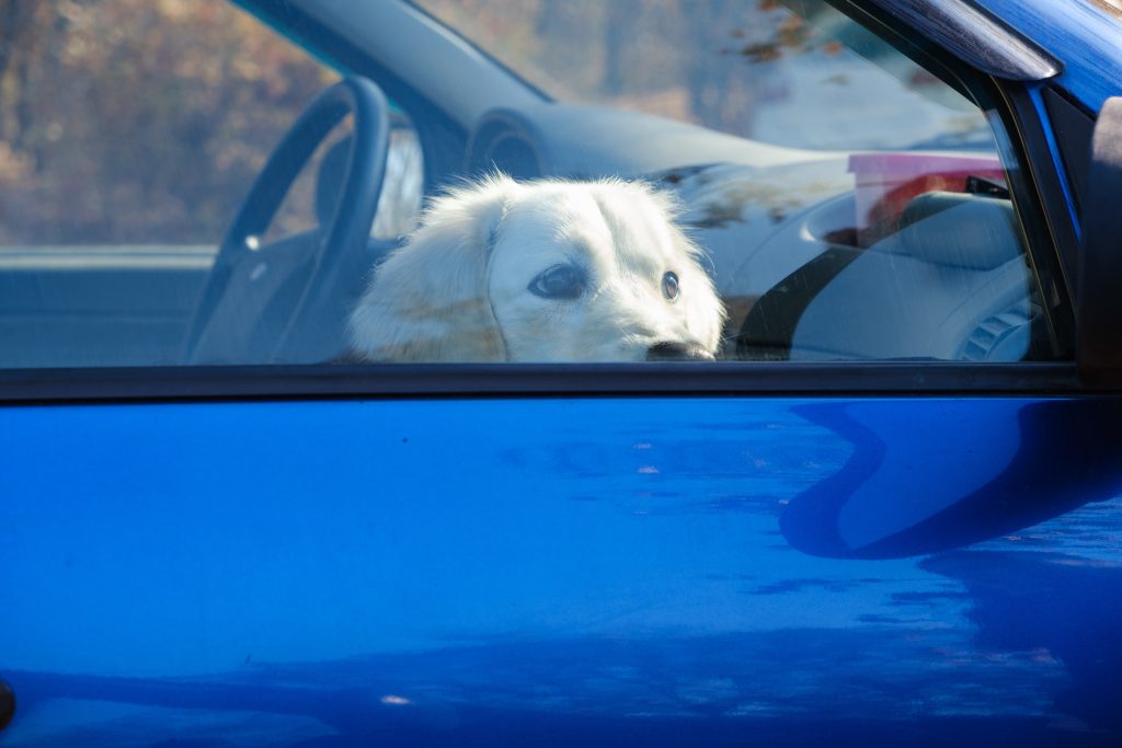 What to Do When You See a Dog Alone in a Car: The Expert’s Guide