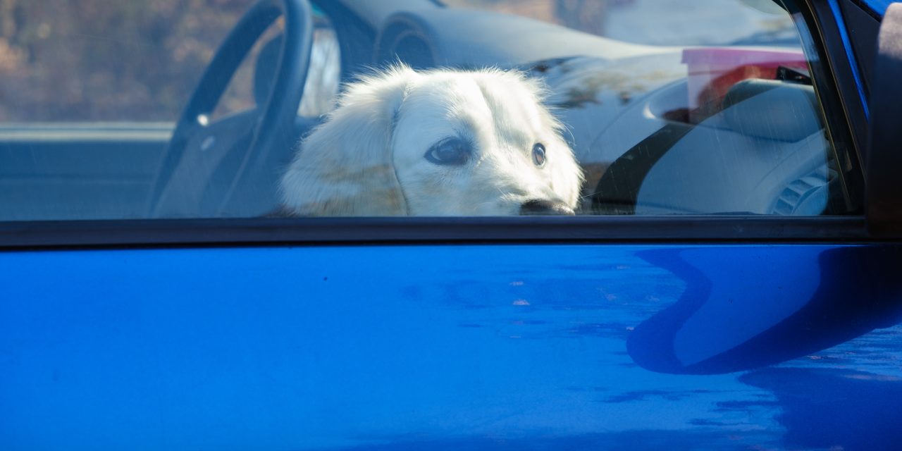 What to Do When You See a Dog Alone in a Car: The Expert’s Guide