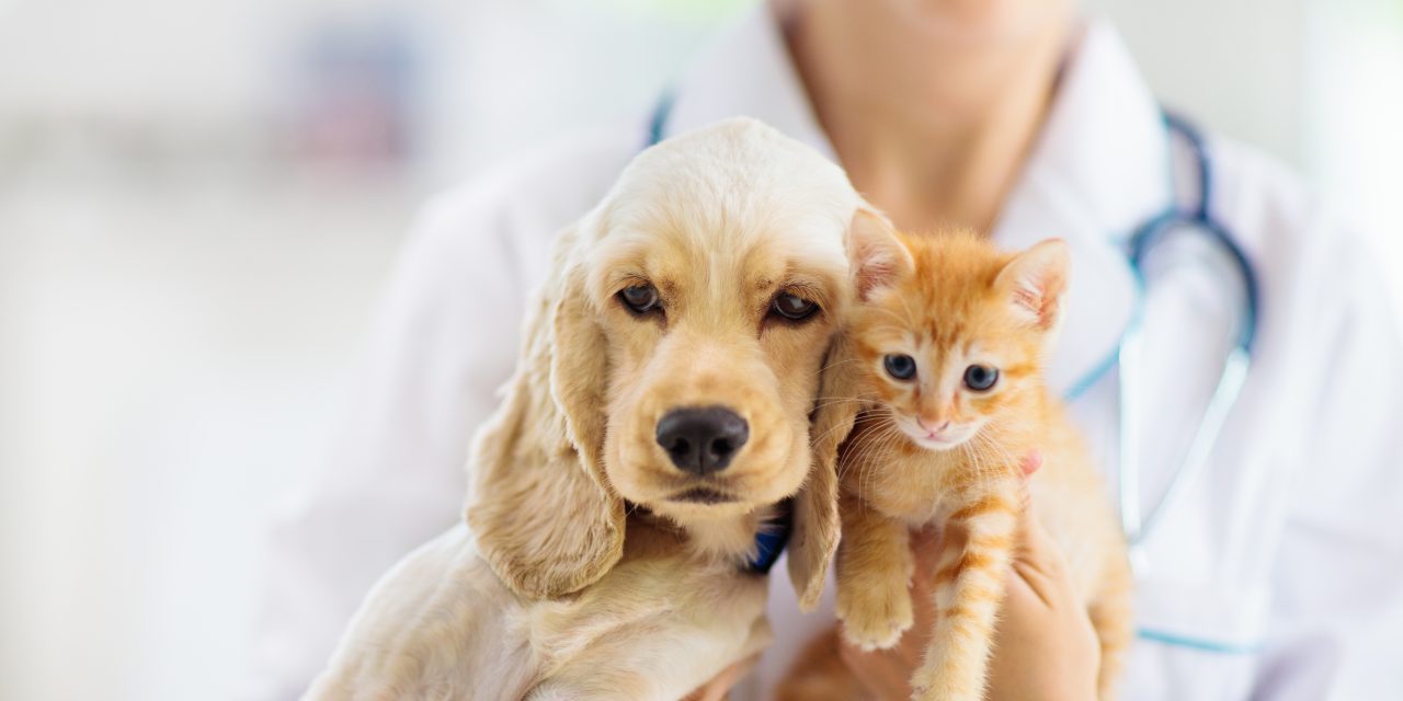 Oneplan Pet Super Plan: Accident and Illness Cover and Routine Care to the Rescue!