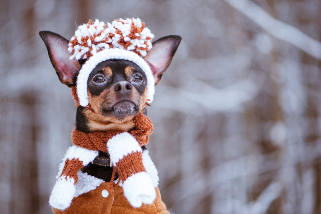 10 Simple Ways to Keep Your Dog Warm in Winter