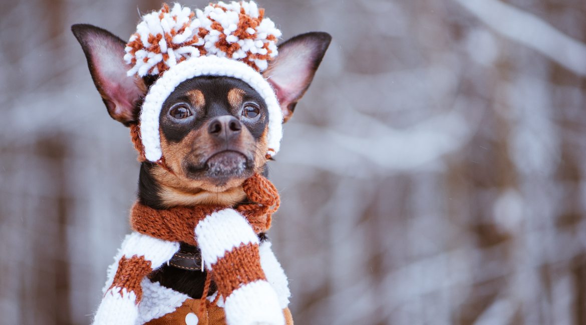 keep your dog warm in winter