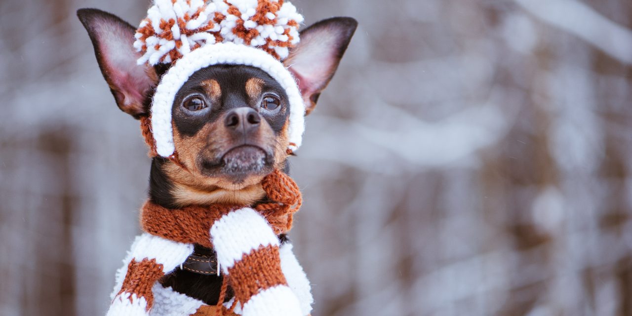 10 Simple Ways to Keep Your Dog Warm in Winter