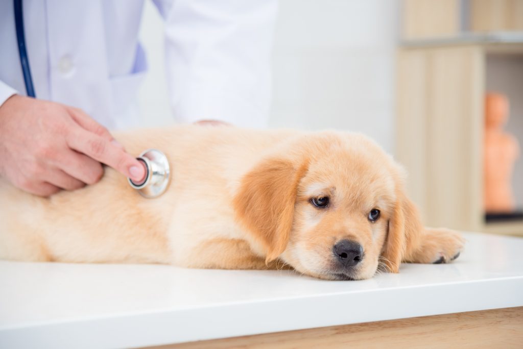 Pet Hospital Plan - Essential cover for unexpected emergencies