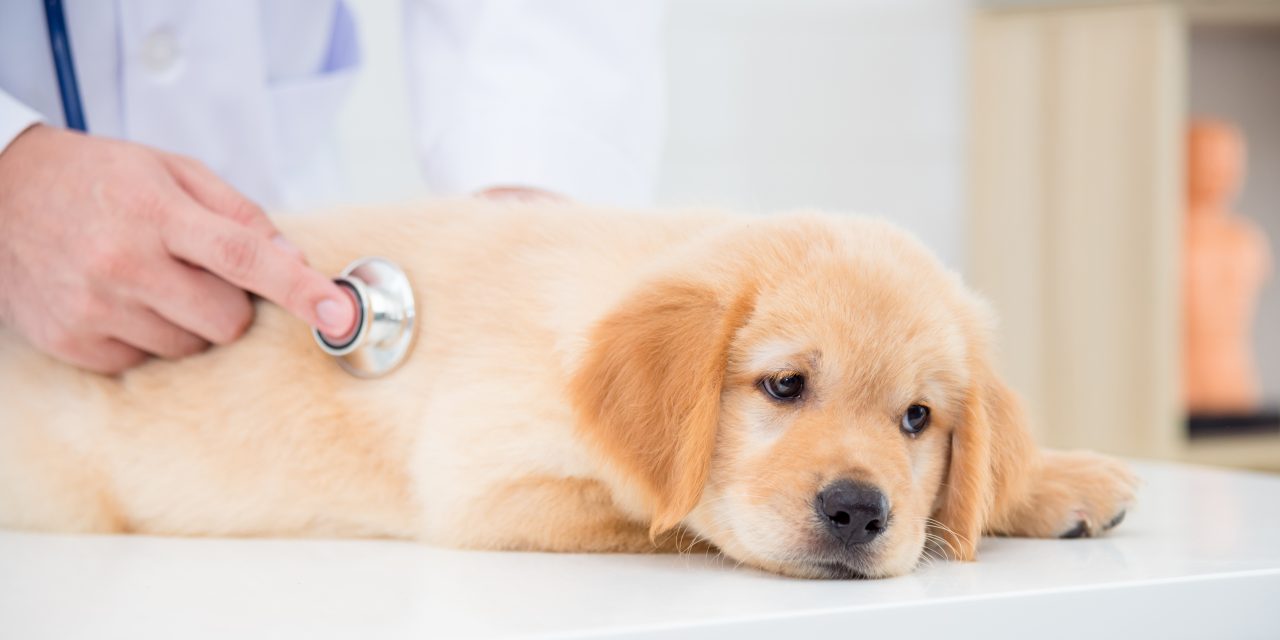 Pet Hospital Plan – Essential cover for unexpected emergencies