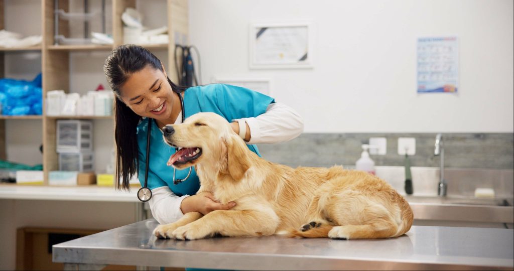 Claiming for a vet visit and waiting periods: When can you claim? And how does it work?