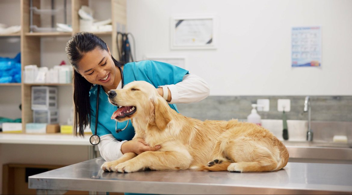 vet visit