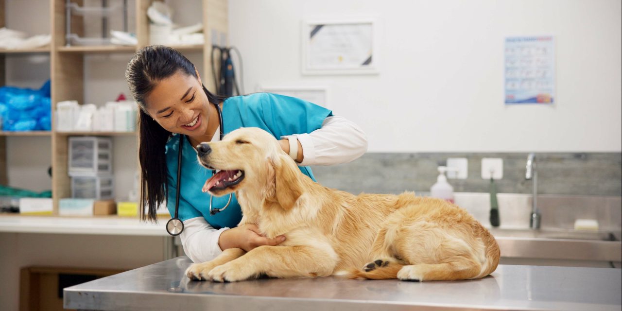 Claiming for a vet visit and waiting periods: When can you claim? And how does it work?
