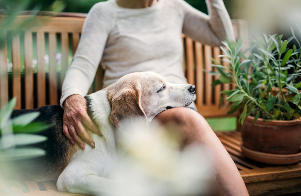 Older Pet Insurance: What Plan Is Best?
