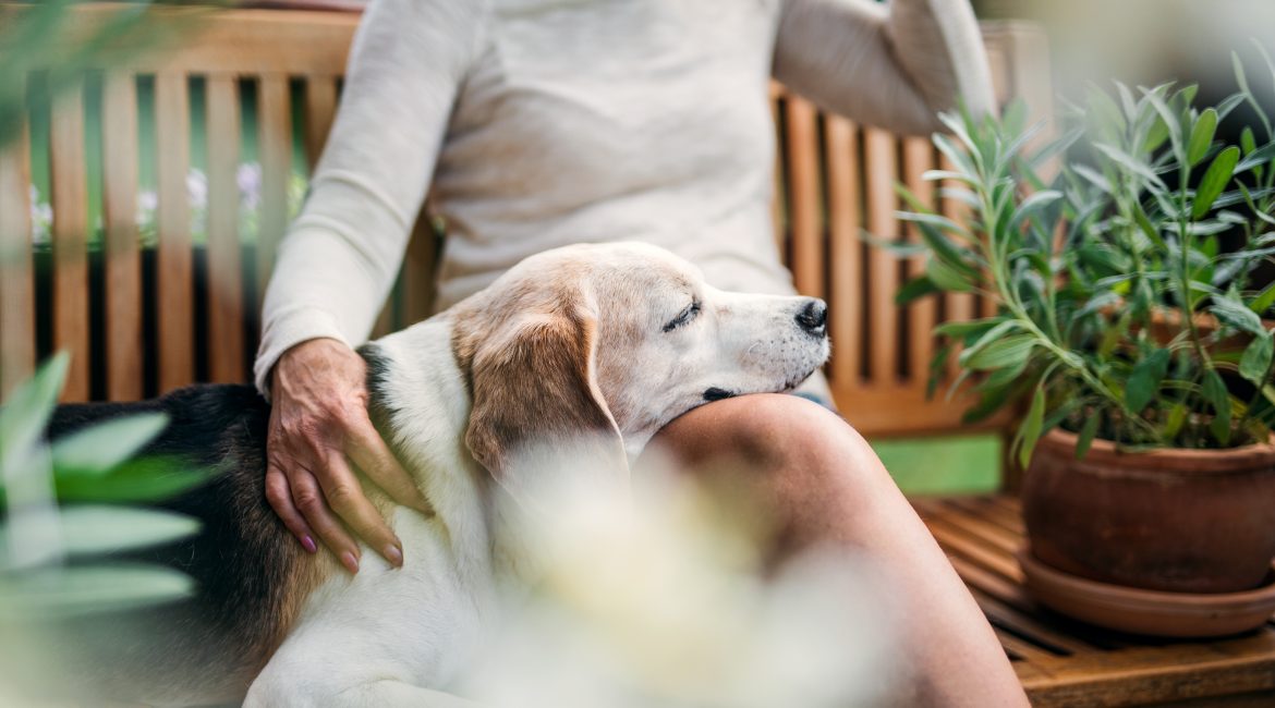 older pet