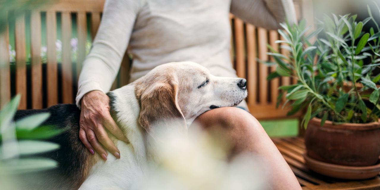 Older Pet Insurance: What Plan Is Best?