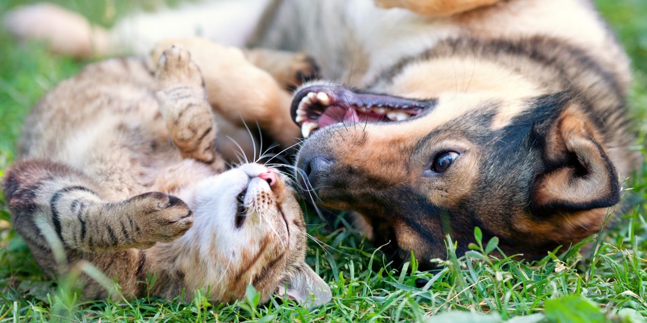 Pet Insurance: Can I afford it? With Oneplan, you can!