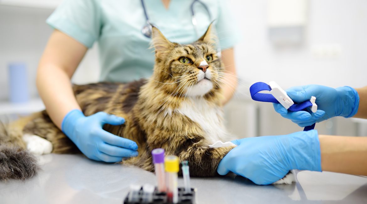 pet blood test