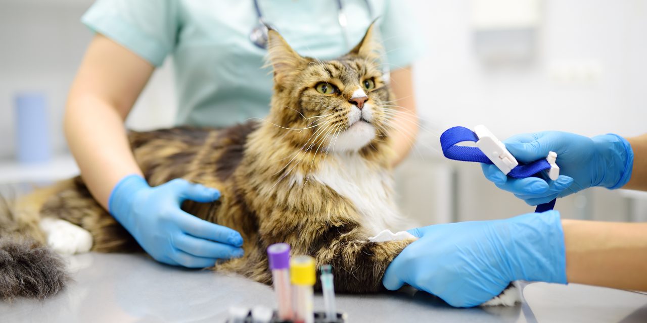 Does Oneplan Pet Insurance Have Pet Blood Test Cover?