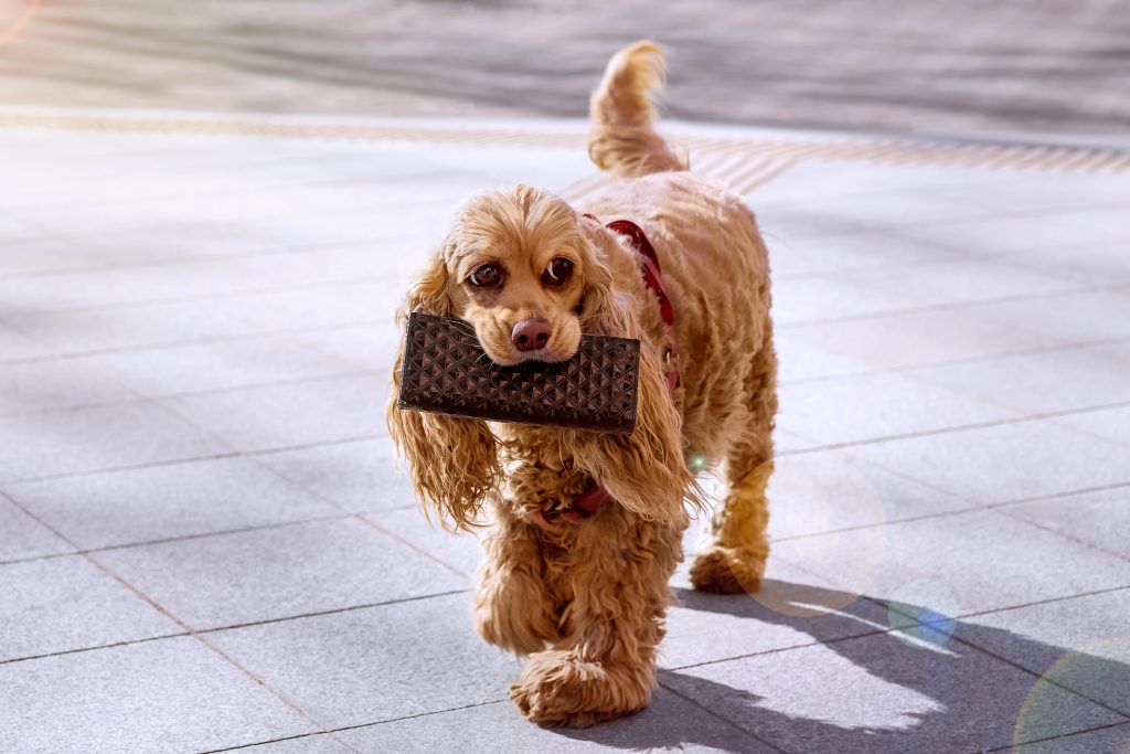What happens if you can’t afford your next pet insurance premium?