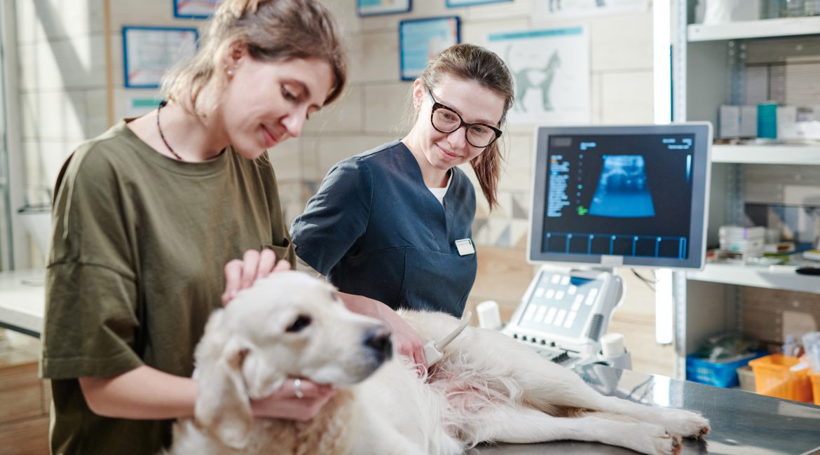 visit the vet