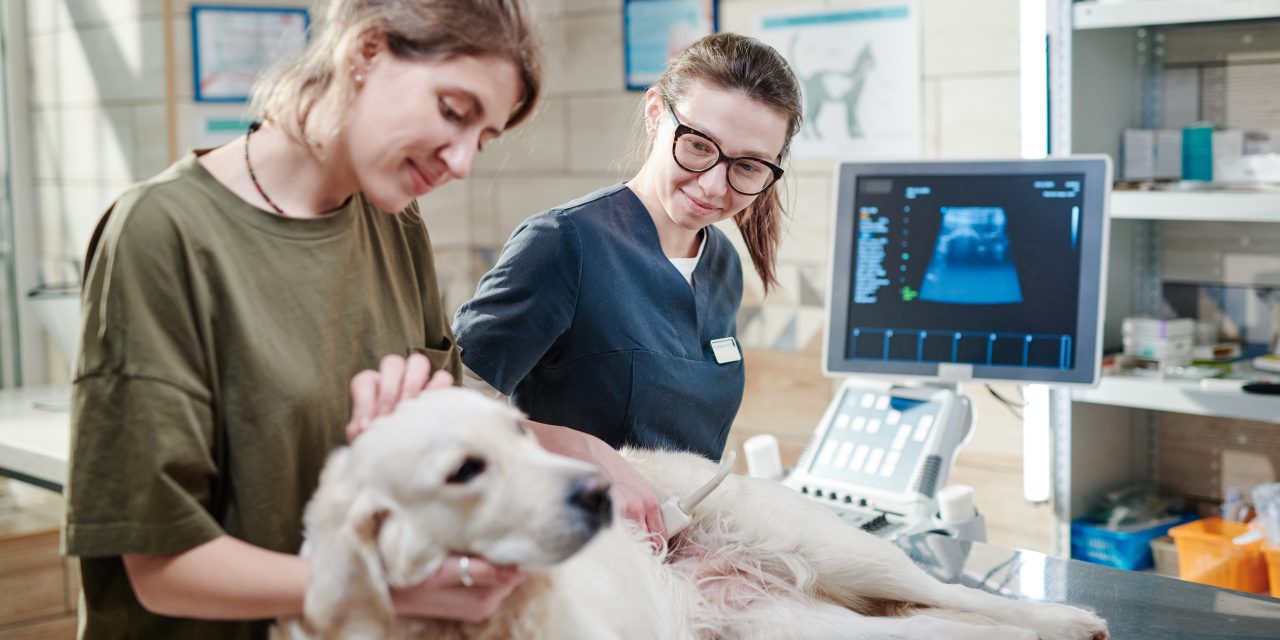 Oneplan and casualty cover: Visit the vet with Pawsualty for your pet