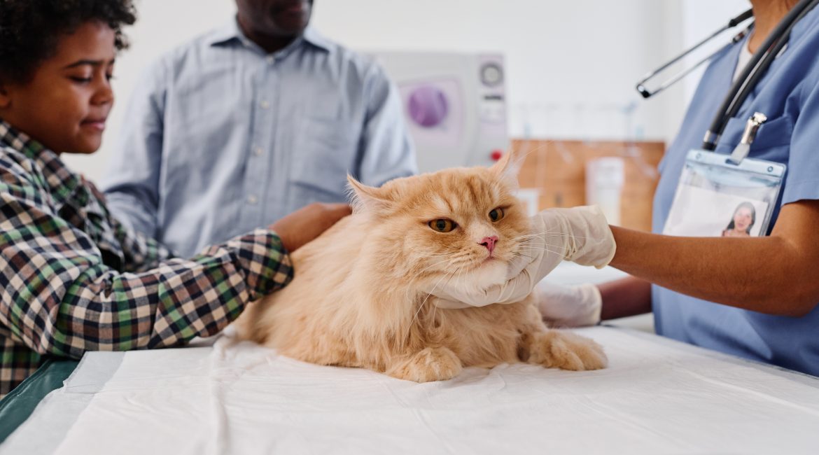 vet network