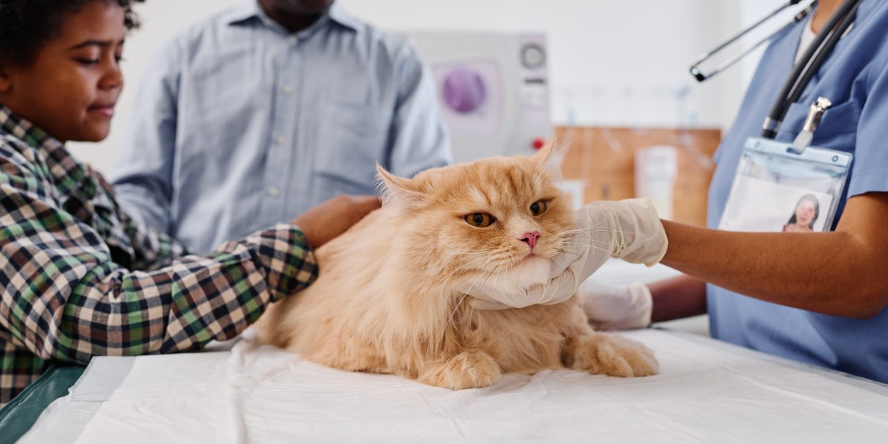 Is there a Vet Network with Oneplan Pet Insurance?