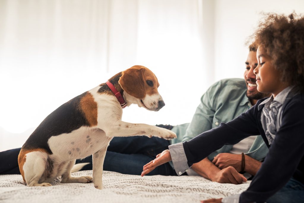 Family Healthcare: Health insurance for humans and pets