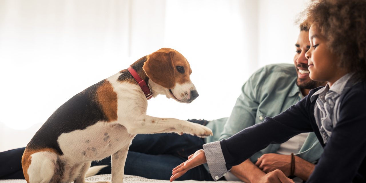Family Healthcare: Health insurance for humans and pets