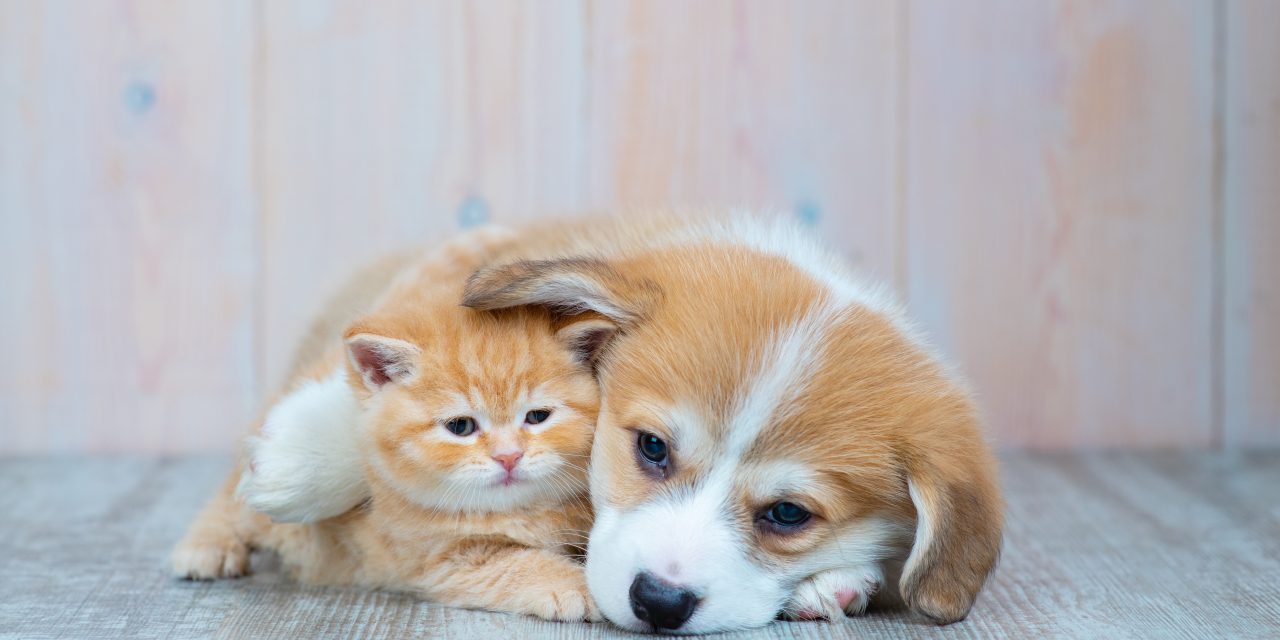 You Have a Young New Pet… What Insurance Plan Is Best for Them?