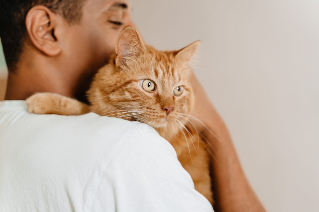 5 Reasons Why Cat Health Insurance Is Necessary