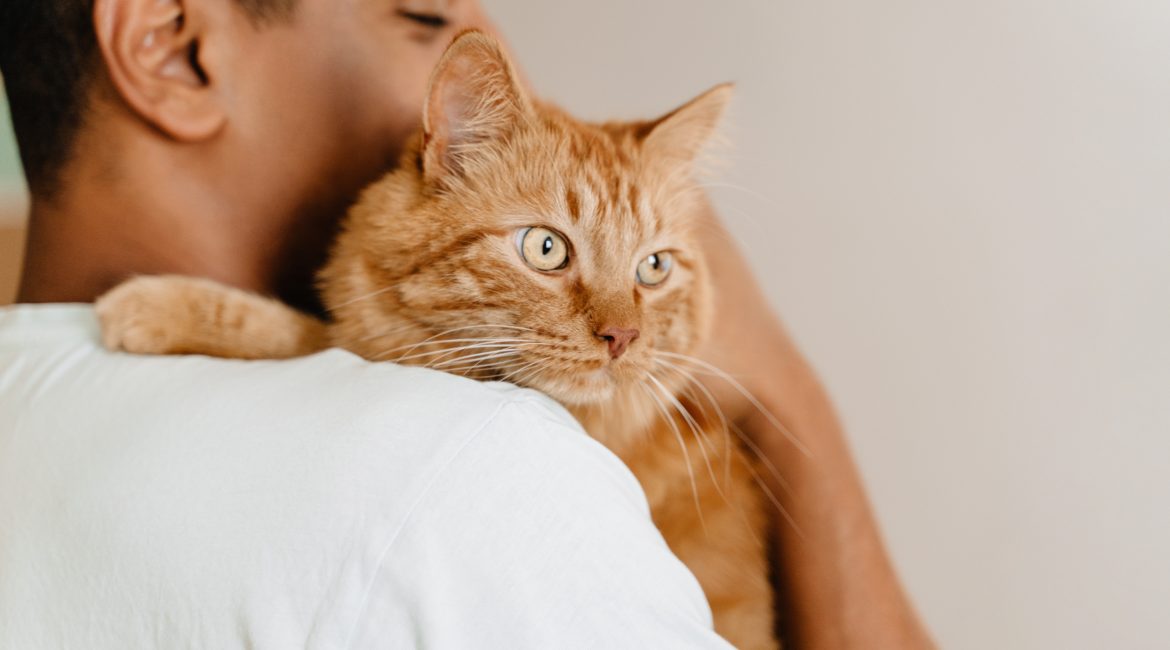 cat health insurance