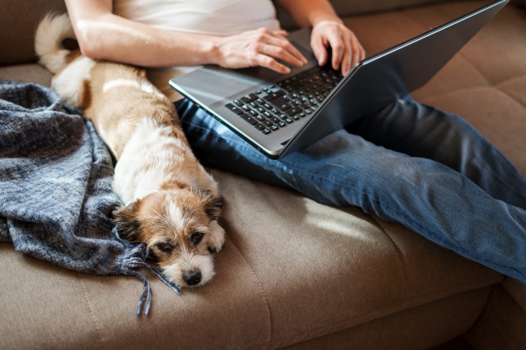 The Beginners Guide to Oneplan Pet Insurance