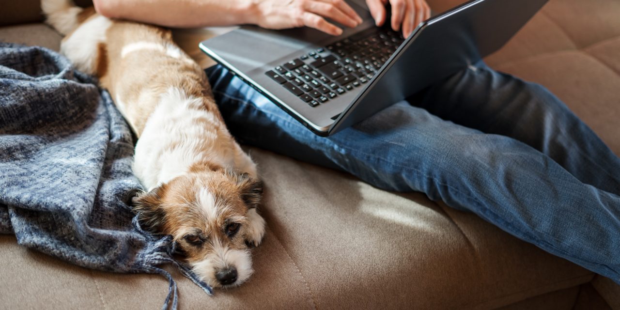 The Beginners Guide to Oneplan Pet Insurance