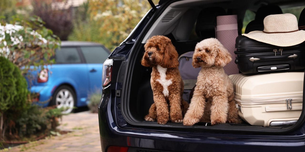 What Happens If You Have an Injured or Sick Pet on Holiday? Don’t Worry, We’ve Got You Covered!