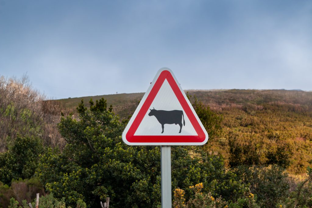 Help! I hit a wild animal with my car! 5 Steps to Follow