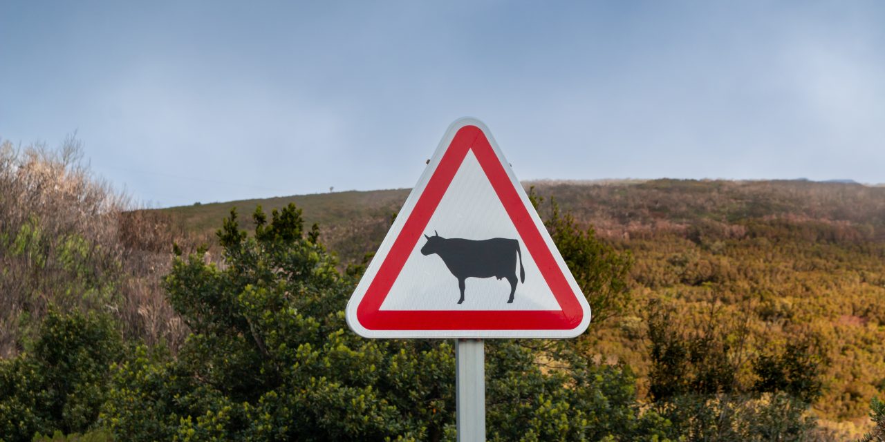 Help! I hit a wild animal with my car! 5 Steps to Follow