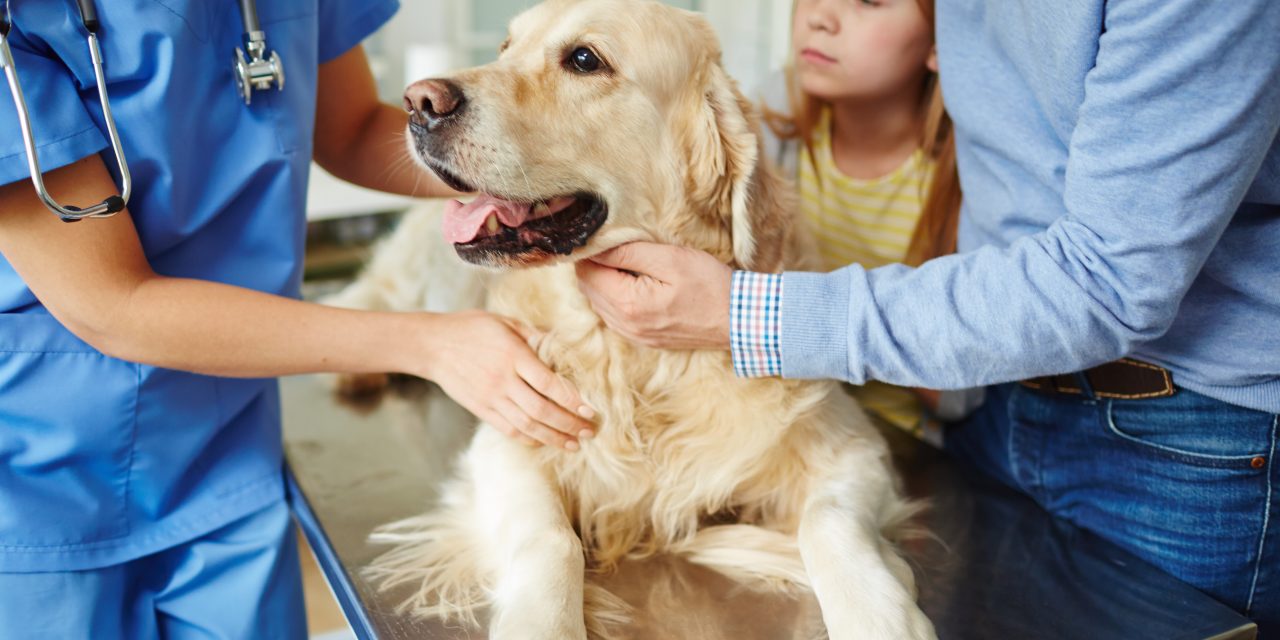 Everything You Need to Know About Our Pet Hospital Plan and Why It Might Be the Perfect Fit for You and Your Pet