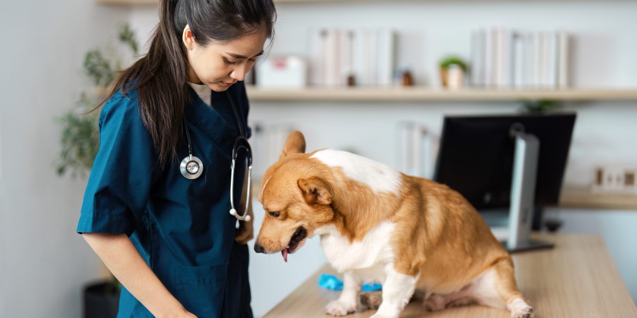 Pet insurance: Are Pet Wellness Benefits Worth It for Routine Care?