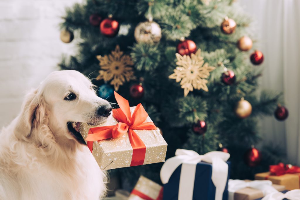 Our Top 10 Festive Gifts for Pet Parents!