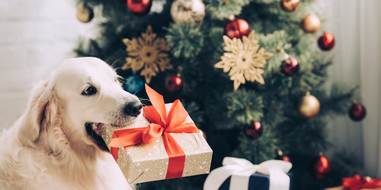 Our Top 10 Festive Gifts for Pet Parents!