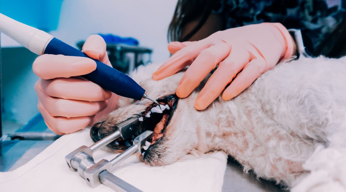 pet dental