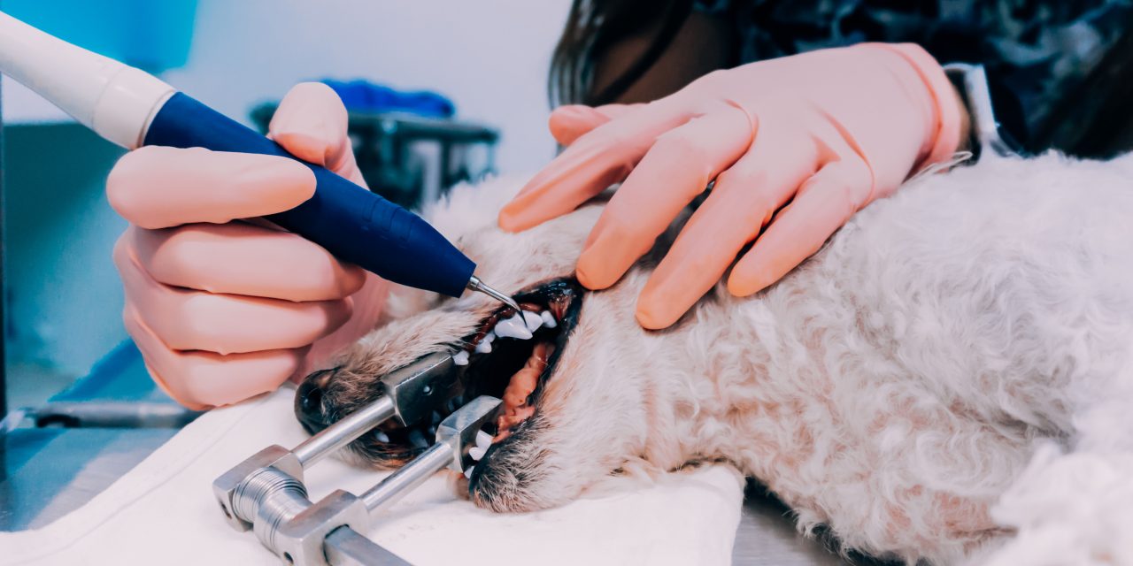How Pet Dental Cover Works With Oneplan Pet Insurance