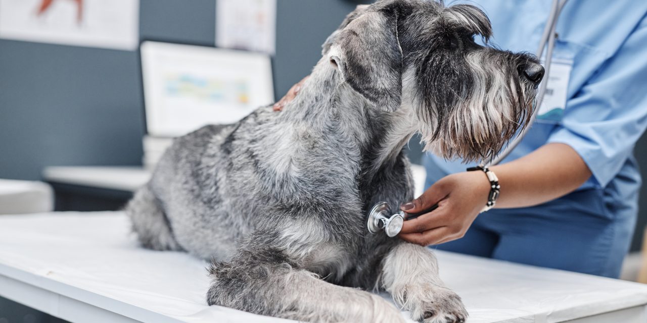 Classic Pet Plan: Cover For Routine Care, Vet Visits And Emergencies