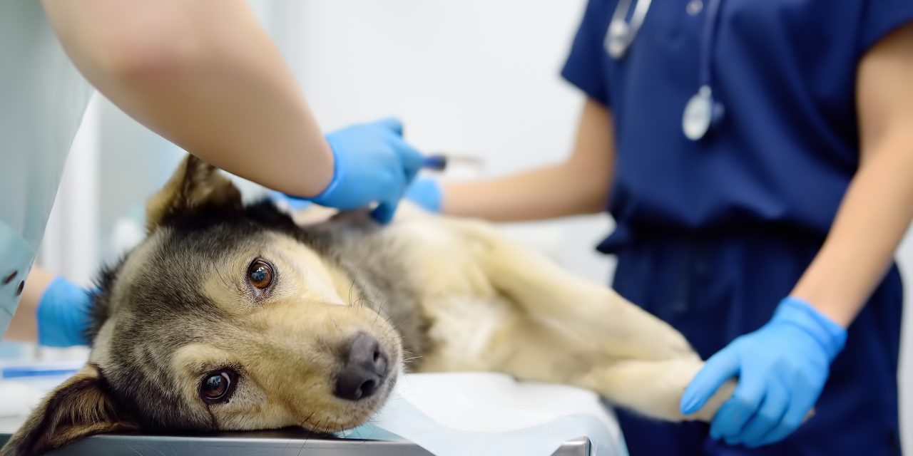 Does Oneplan Pet Insurance Cover Cancer Treatment? Yes! Here’s How