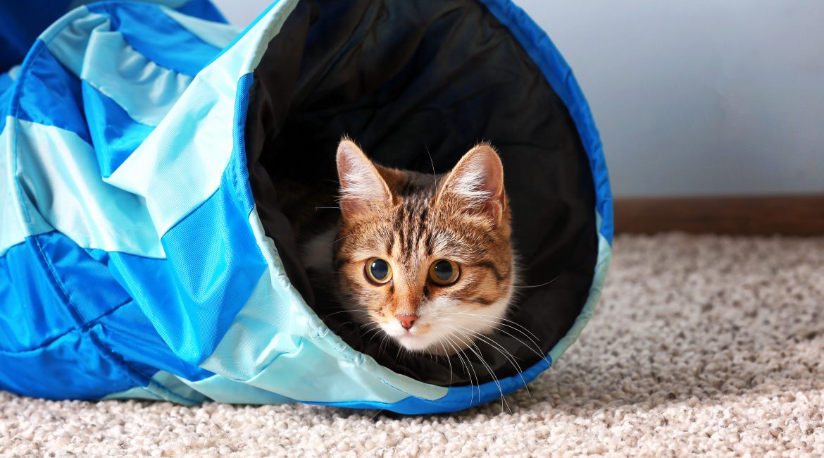 enrichment activities